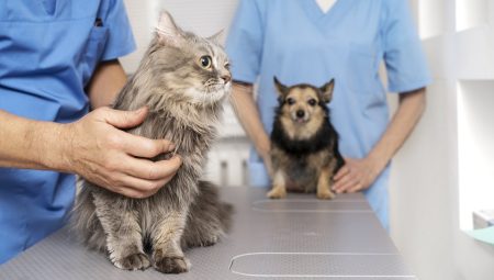 Veteriner Kliniği Açmak Maliyeti 2025